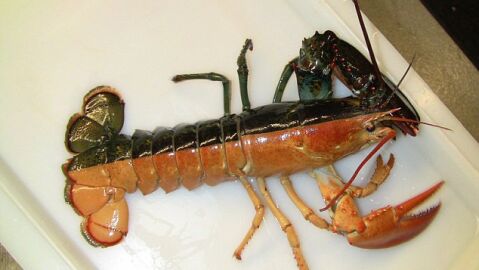 La extra&ntilde;a langosta 'split'