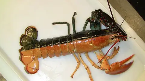 La extraña langosta 'split' La extraña langosta 'split'