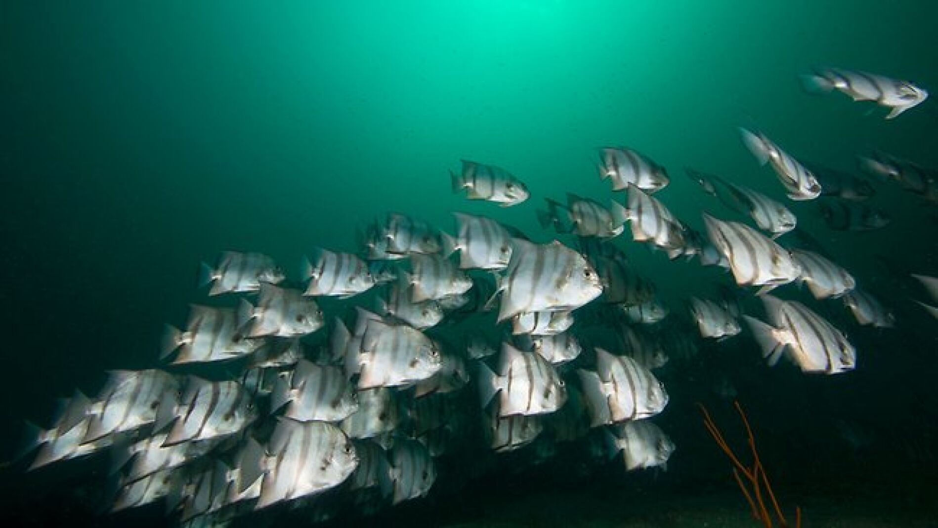 Banco de peces