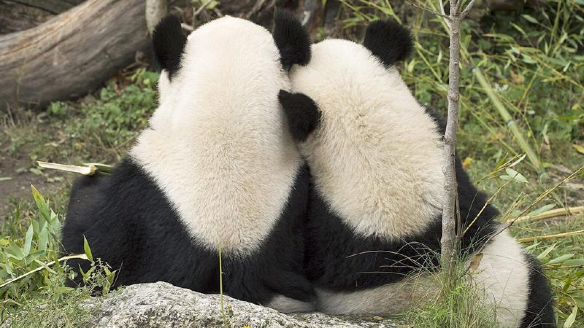 Oso Panda asi&aacute;tico