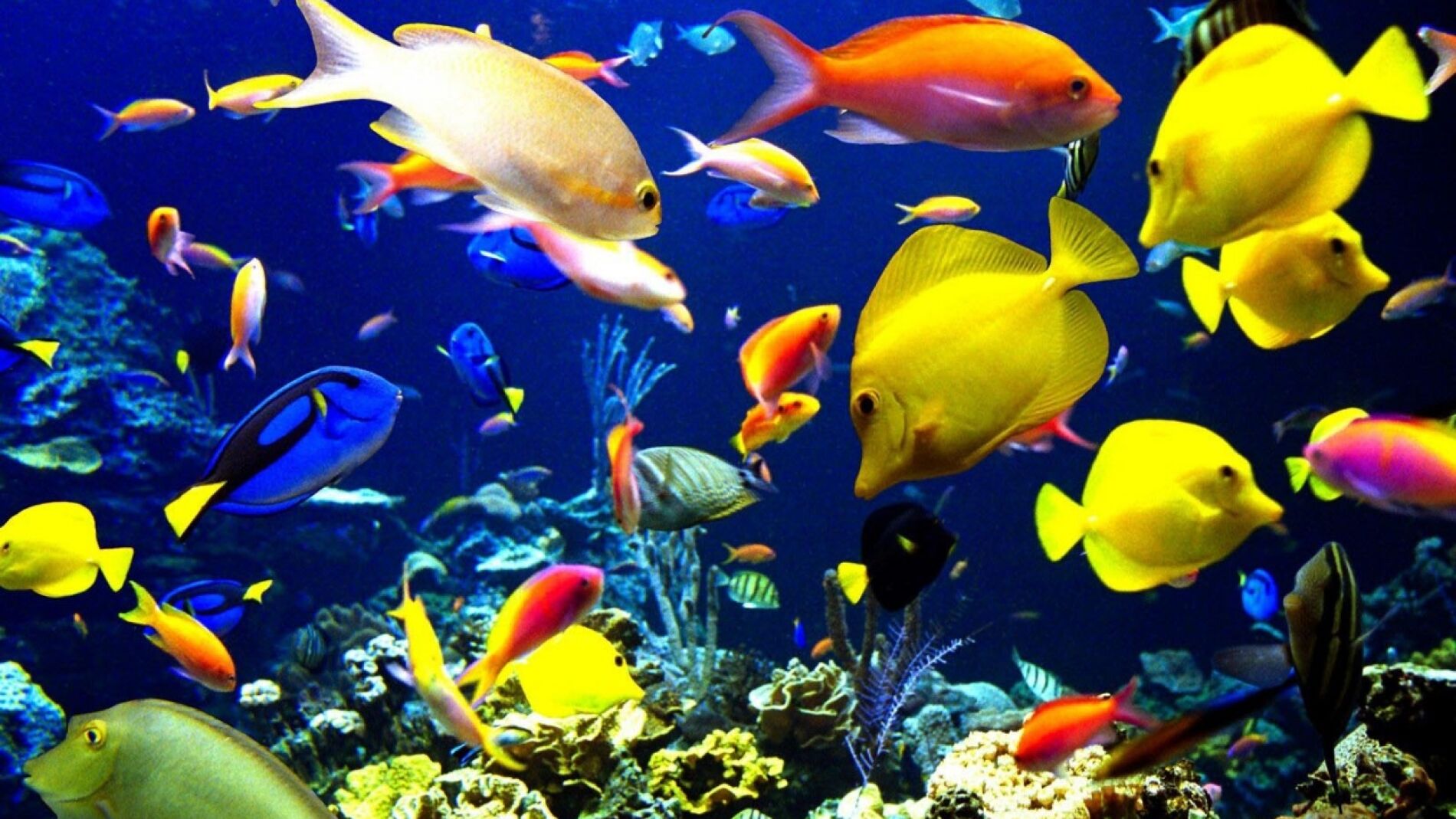Fondo marino lleno de peces