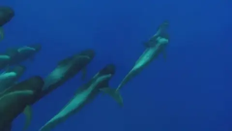 00183 00183