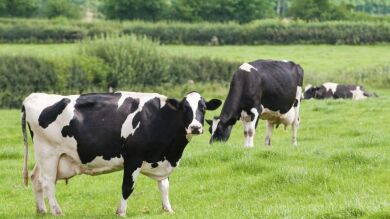 Ningún camión ha recogido leche en las 11.000 explotaciones lácteas de Galicia por la huelga