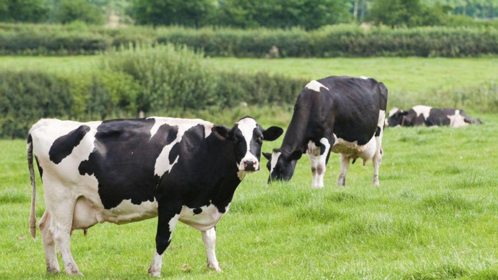 Tres vacas pastan -Archivo-