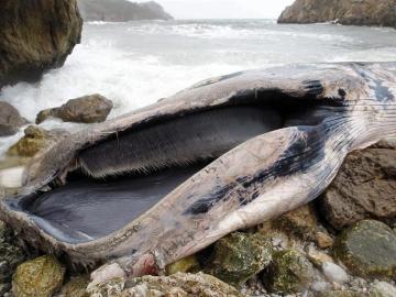 Cadáver de una ballena de más de 15 metros que ha aparecido varada en San Vicente de la Barquera