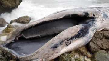 Cadáver de una ballena de más de 15 metros que ha aparecido varada en San Vicente de la Barquera