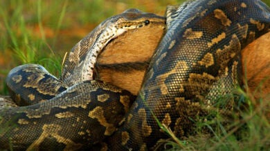 Capturan por primera vez el momento en que una pitón devora un ñu entero