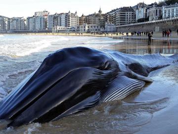 Una ballena muere varada en la playa de La Concha