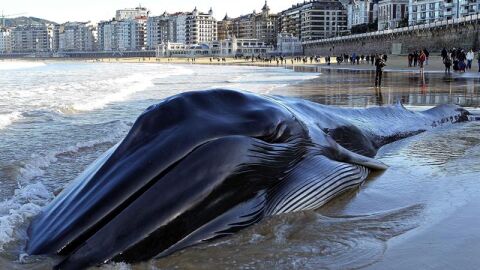 Una ballena muere varada en la playa de La Concha