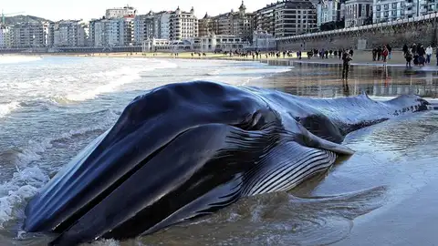 Una ballena muere varada en la playa de La Concha Una ballena muere varada en la playa de La Concha