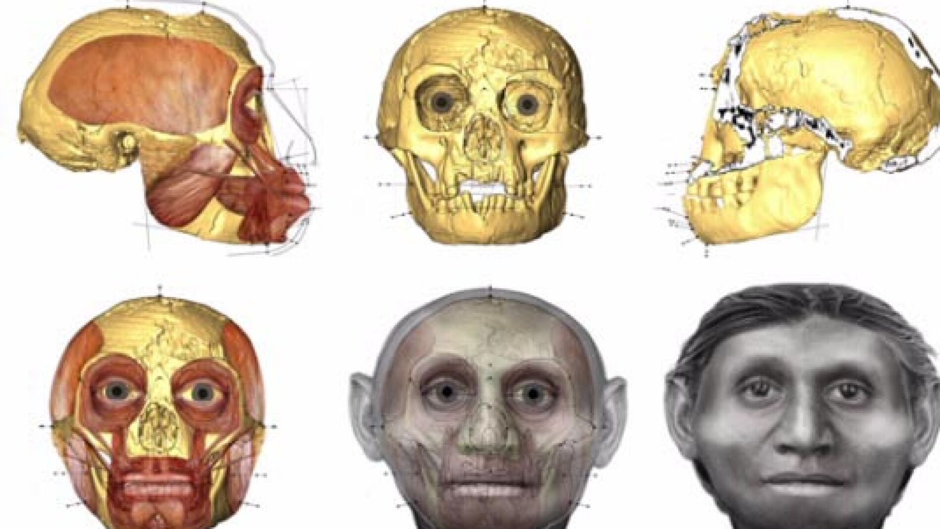 Evoluci&oacute;n hacia el hobbit humano