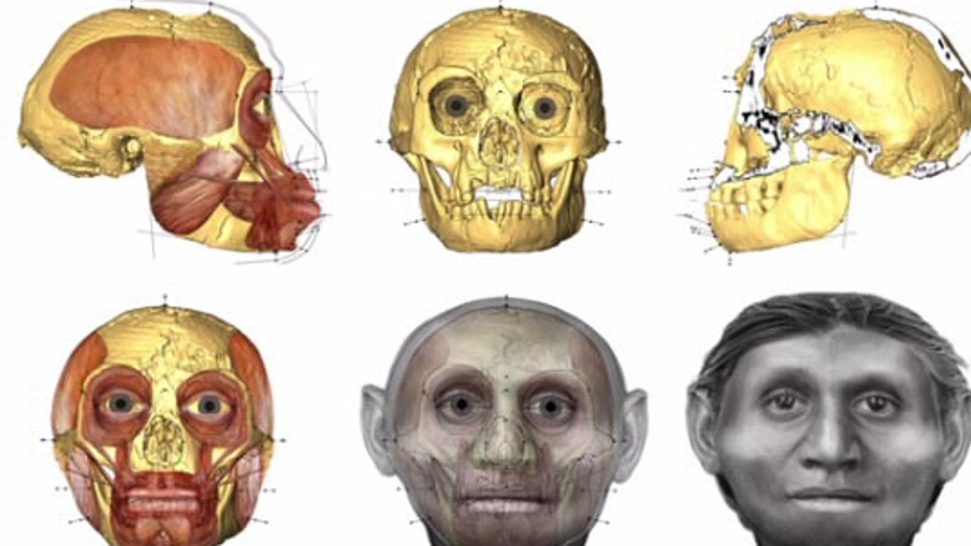 Evolución hacia el hobbit humano Evolución hacia el hobbit humano