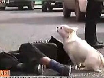 Un perro cuida de su dueño que se había desmayado en plena calle en China