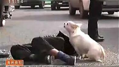 Un perro cuida de su dueño que se había desmayado en plena calle en China