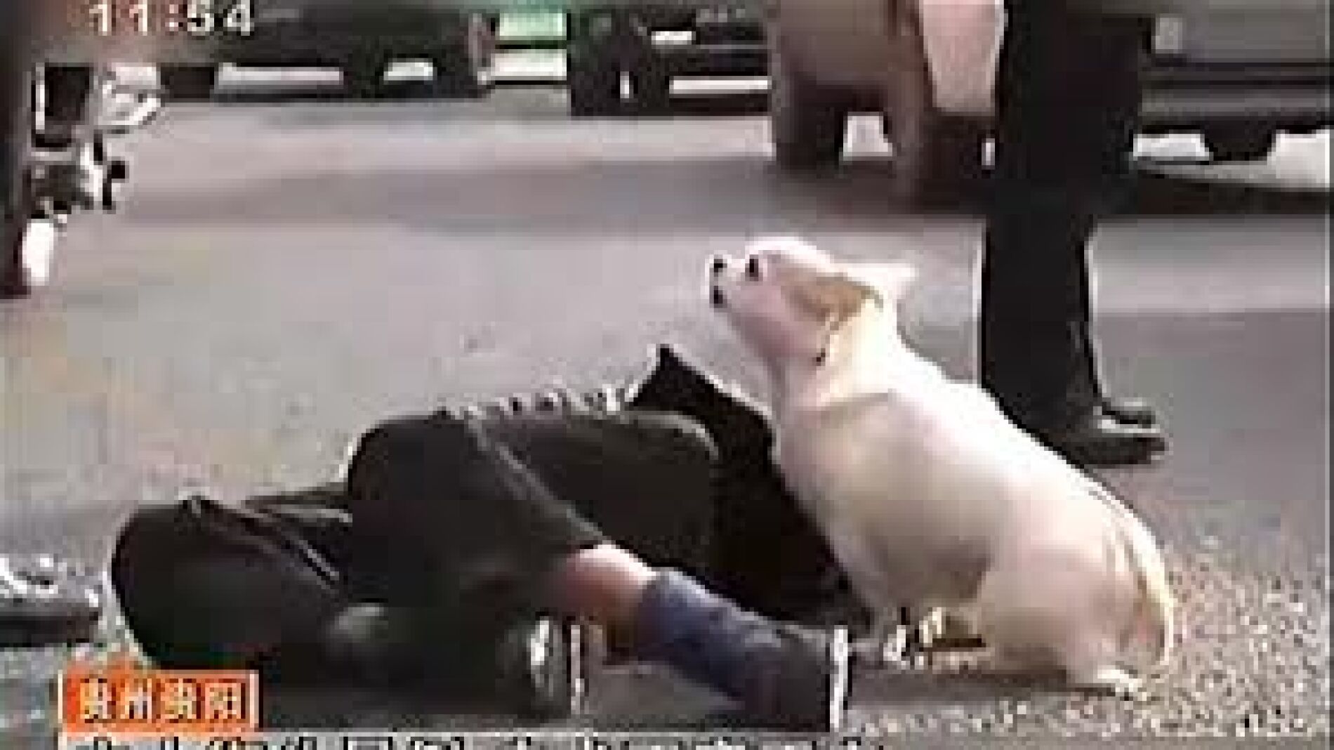 Un perro cuida de su dueño que se había desmayado en plena calle en China