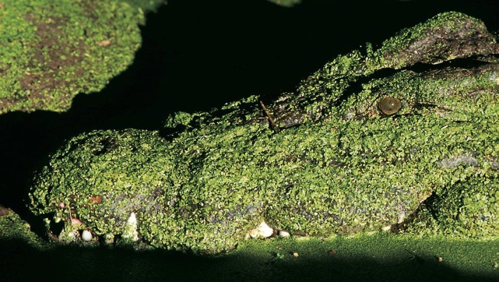Un cocodrilo emerge del rio