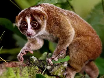 Un ejemplar de Nycticebus kayan Un ejemplar de Nycticebus kayan