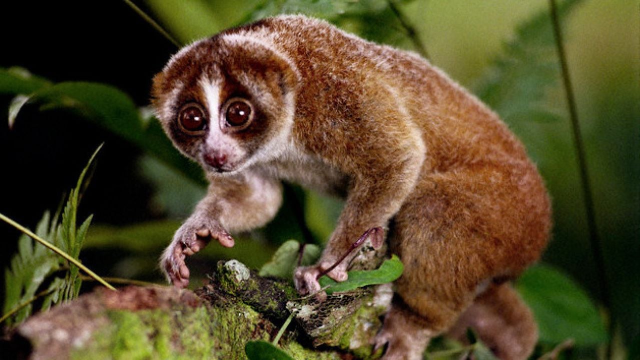 Descubren una nueva especie de perezoso cuya mordida es mortal para los