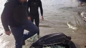  Fotografía facilitada por Cepesma que muestra a la tortuga laúd de 170 kilos