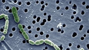 Detalle de la bacteria