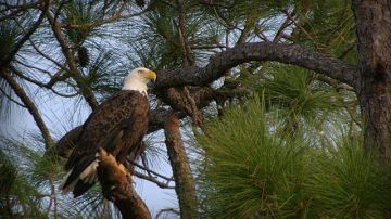 Una de las águilas calvas que anida en Florida
