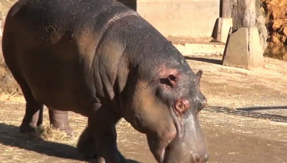 Kavango, el nuevo hipopótamo