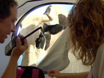 Una vaca en El Barco