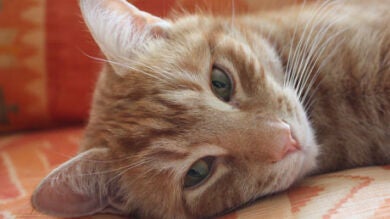 El gato Orlando consigue más beneficios invirtiendo en Bolsa que un grupo de profesionales