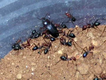 El escarabajo de la harina El escarabajo de la harina