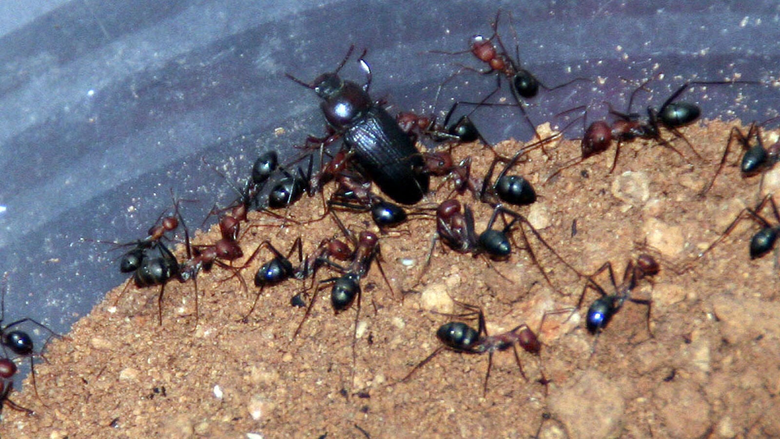 Los insectos también saben contar