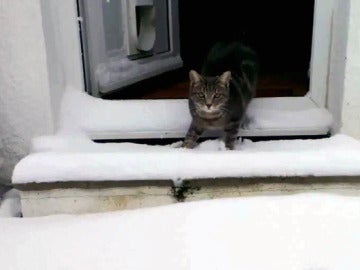 Fletcher, el gato de la nieve