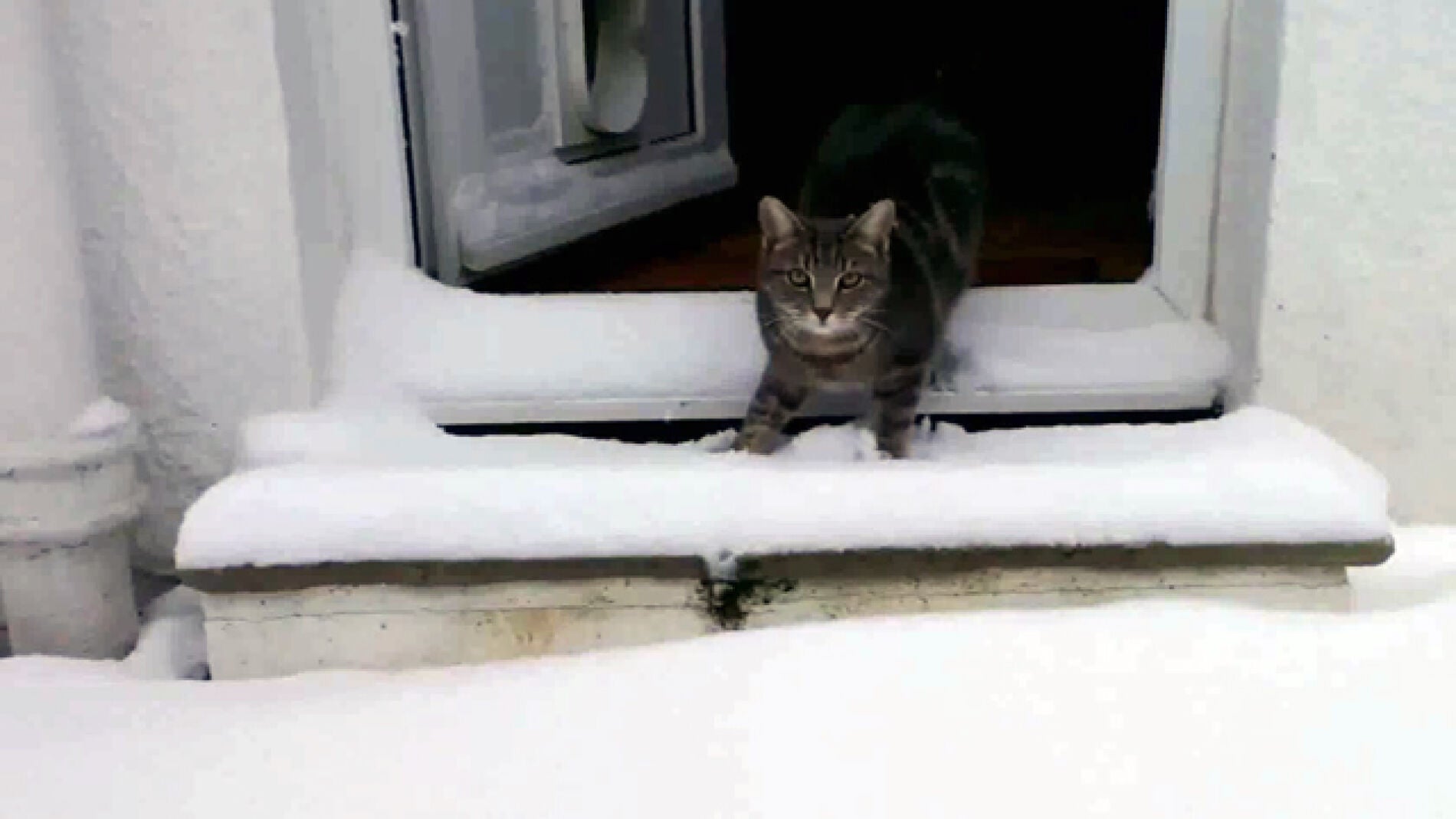 Fletcher, el gato de la nieve