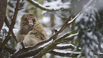 Ejemplar de macaco, Macaca sylvanus
