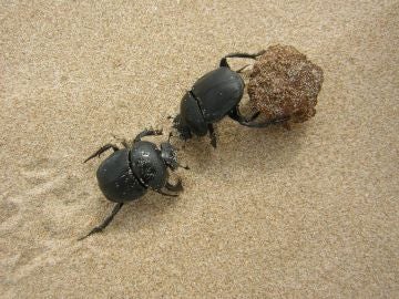 Escarabajos peloteros