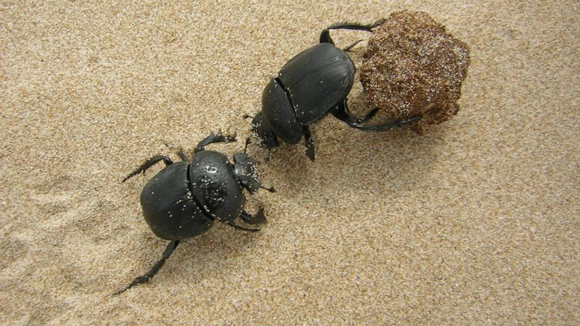 Escarabajos peloteros Escarabajos peloteros