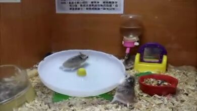 El vídeo de unos hámsters divirtiéndose alcanza casi dos millones de visitas