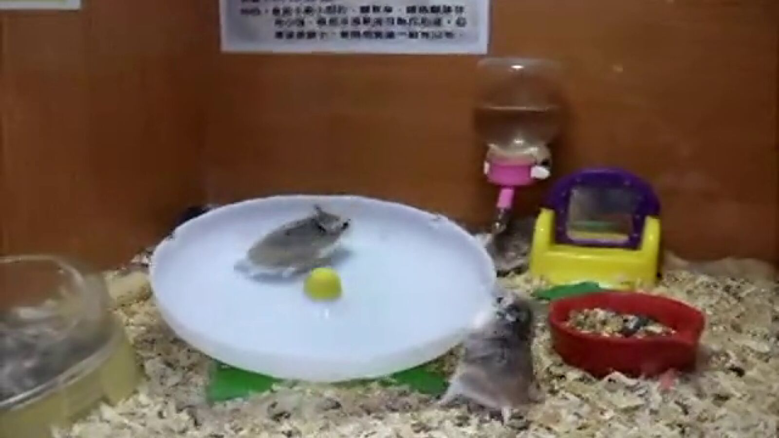 El vídeo de unos hámsters divirtiéndose alcanza casi dos millones de visitas