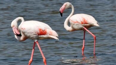 Aumenta la presencia de flamencos en los humedales de la costa española