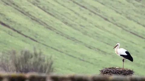 Regresan las cigüeñas Regresan las cigüeñas