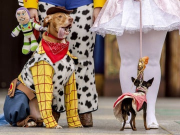 Hasta los animales se disfrazan en Las Palmas