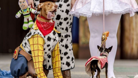 Hasta los animales se disfrazan en Las Palmas