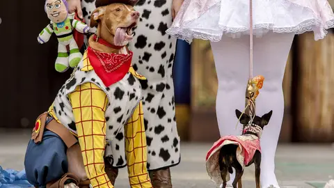 Hasta los animales se disfrazan en Las Palmas Hasta los animales se disfrazan en Las Palmas