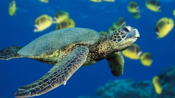 La tortuga carey, en peligro de extinción