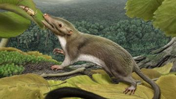 El antepasado más antiguo de los mamíferos placentarios
