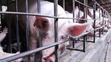 Granja de cerdos en China