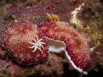 La babosa Chromodoris reticula La babosa Chromodoris reticula