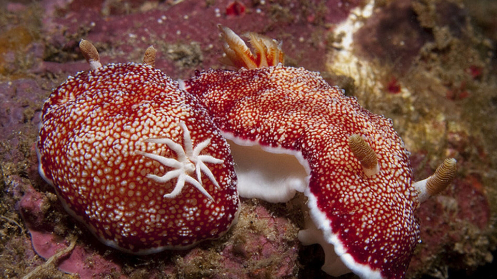 La babosa Chromodoris reticula
