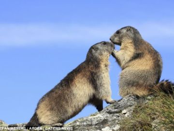 Dos marmotas alpinas se olisquean