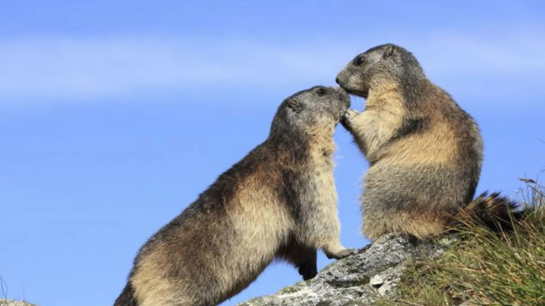 Dos marmotas alpinas se olisquean Dos marmotas alpinas se olisquean