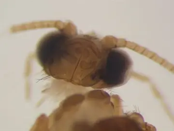Nyctiophylax (Paranyctiophylax) gaditana Nyctiophylax (Paranyctiophylax) gaditana